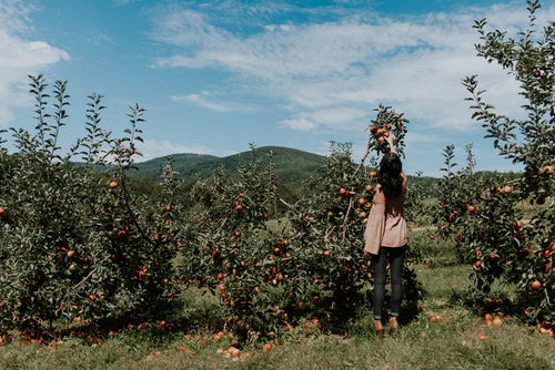 syksyn valokuvaideoita instagramille - tyttö poimi omenat