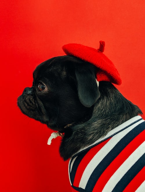 syksyn valokuvaideoita instagramille - mopsi punaisessa beretissä