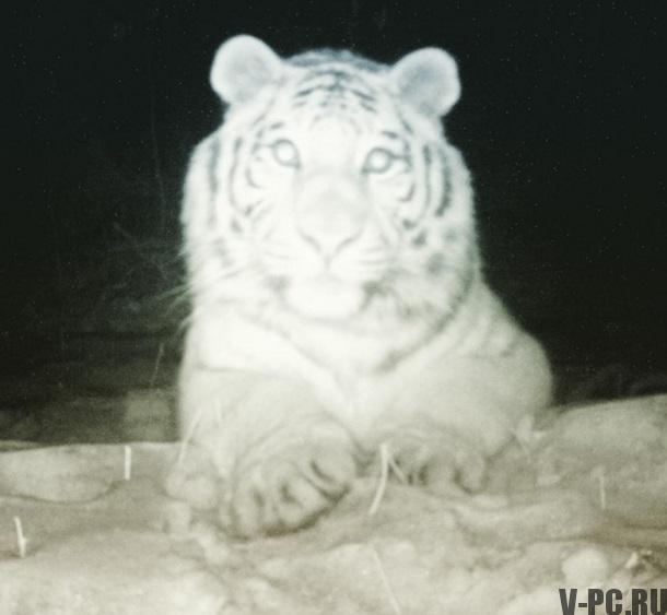 tiikeri otti selfie